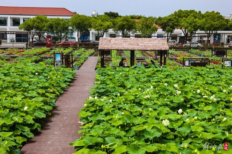 松江新浜荷花基地:1200余种荷花竞相绽放,美不胜收