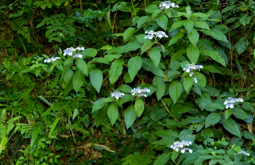 东白山上的多种野生绣球属植物