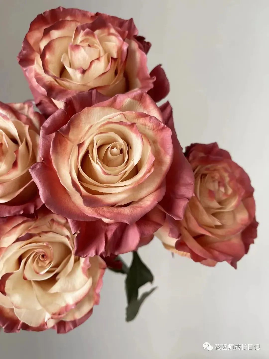 100朵玫瑰vol.74|厄瓜多尔玫瑰dusty rose,属于吸血鬼骑士的玫瑰!