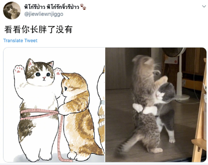 主人打开监控,发现猫咪在家盯着一颗猫砂看了整整30分钟 主人打开监控,发现猫咪在家盯着一颗猫砂看了整整30分钟