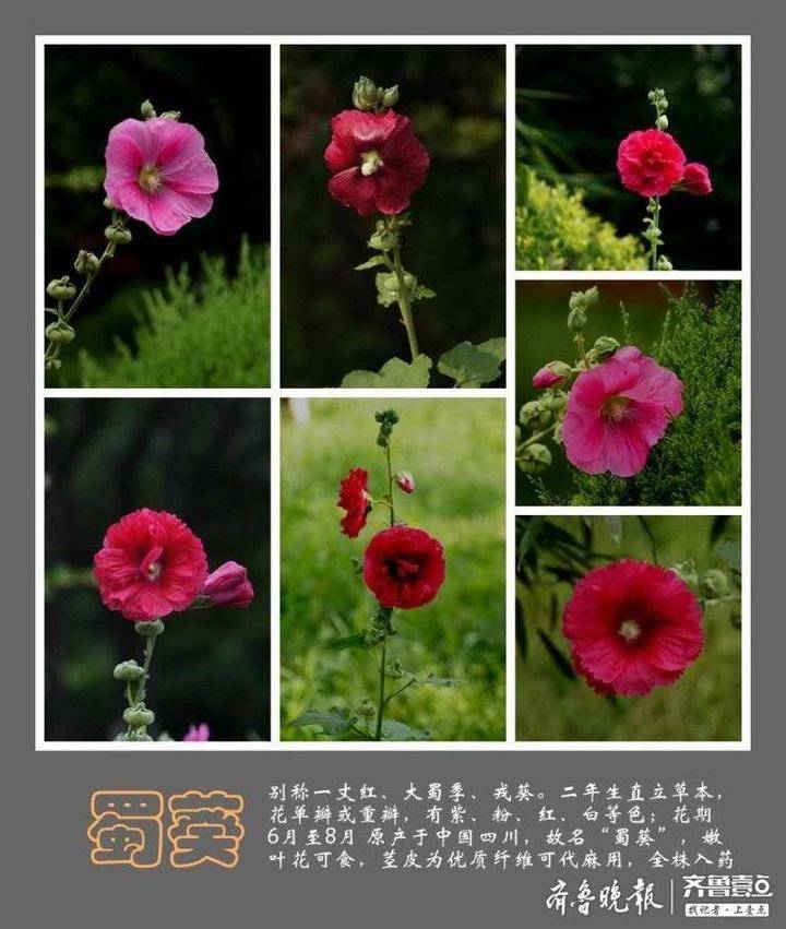 蜀葵花开,花语是"梦"