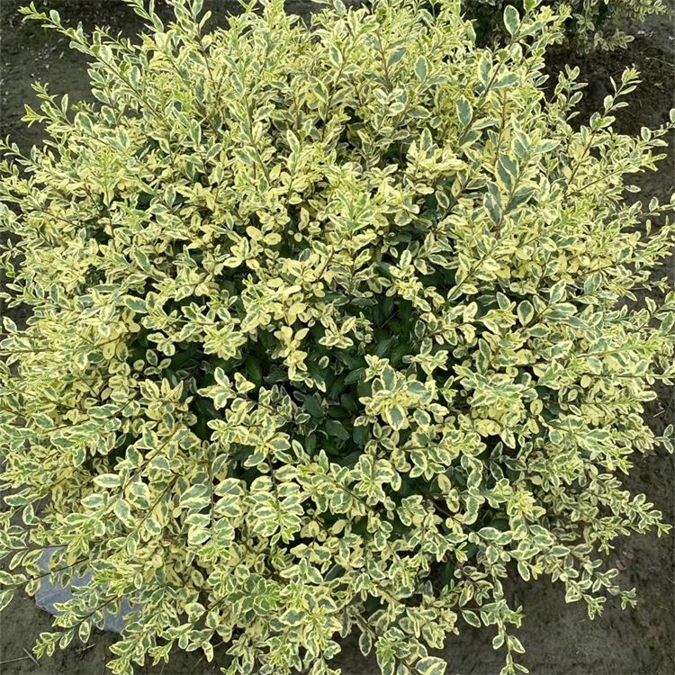 金姬小蜡球栽培技巧和繁殖方法有哪些