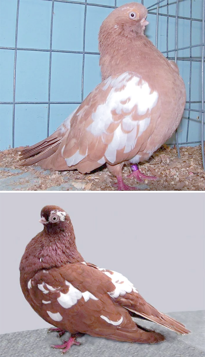 探索鸽子世界:众多稀有品种一览