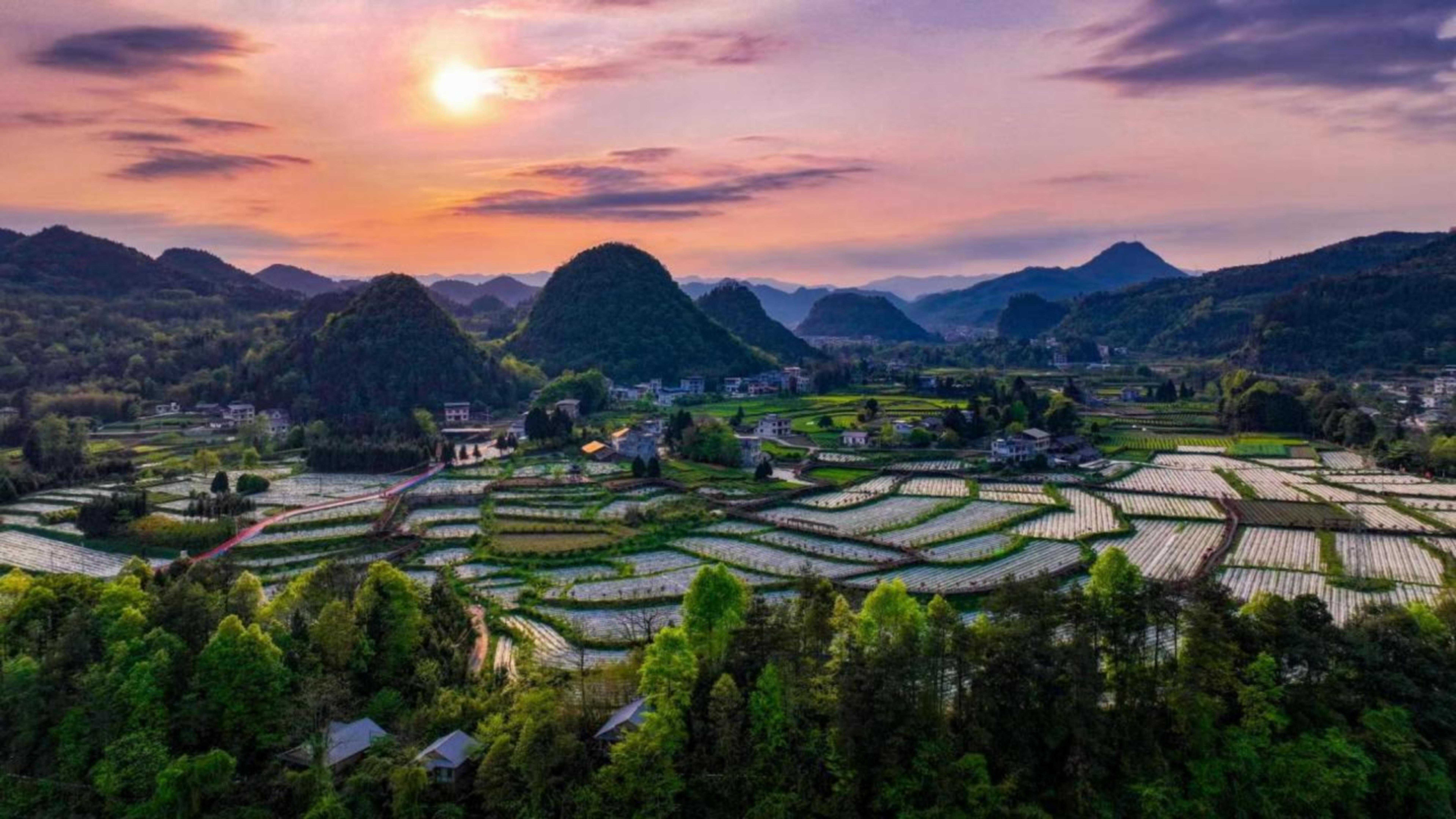 湖北来凤:藤茶产业铺就致富路