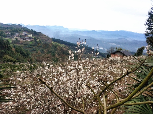 万盛万东镇:樱桃花悄然开放