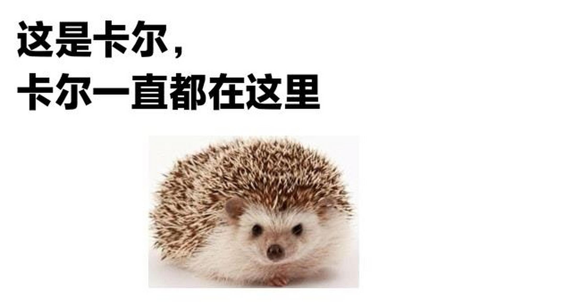 『刺猬』 卡尔,好久不见.