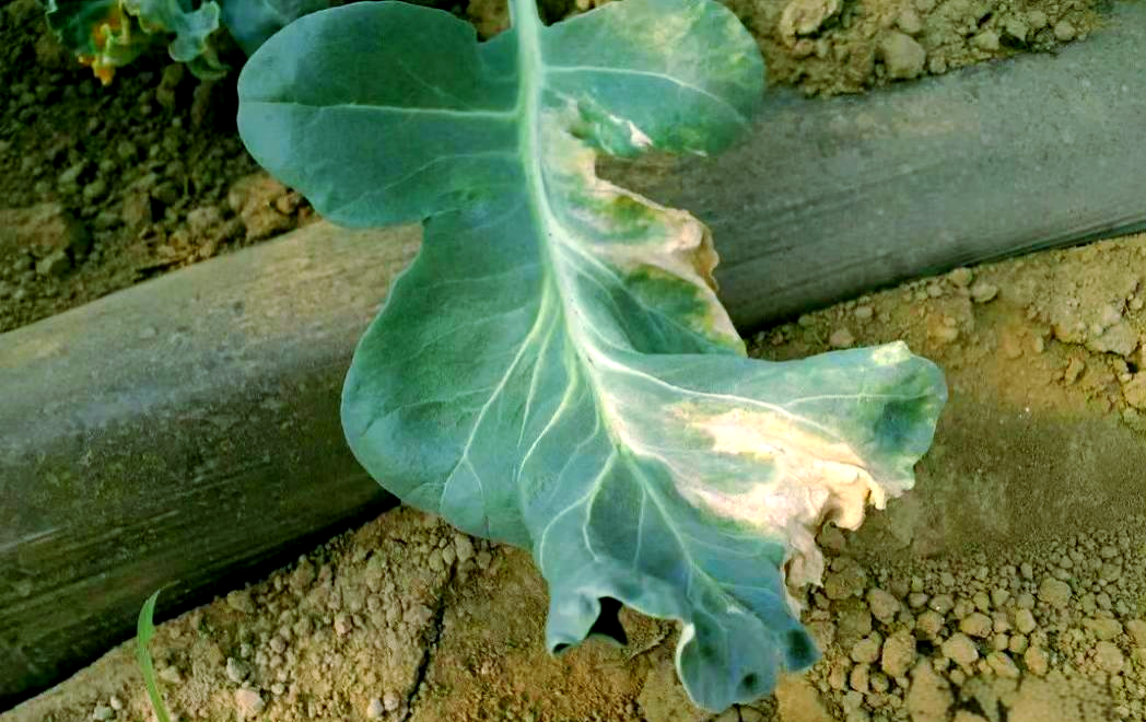 花椰菜病害防治全攻略:确保稳产高收
