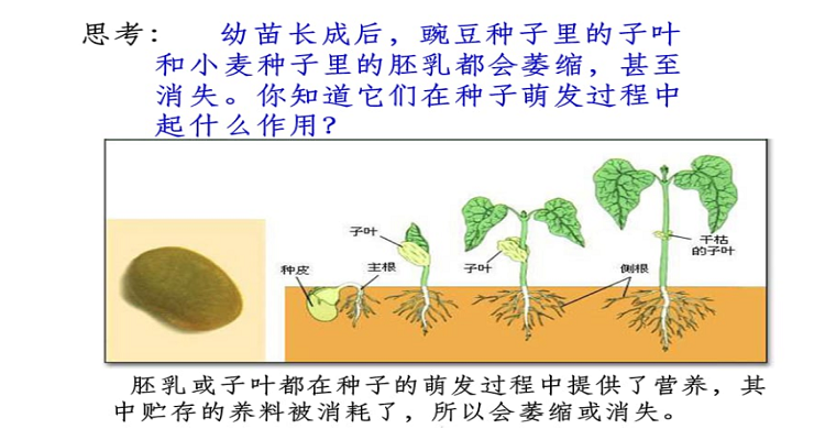 植物生长过程