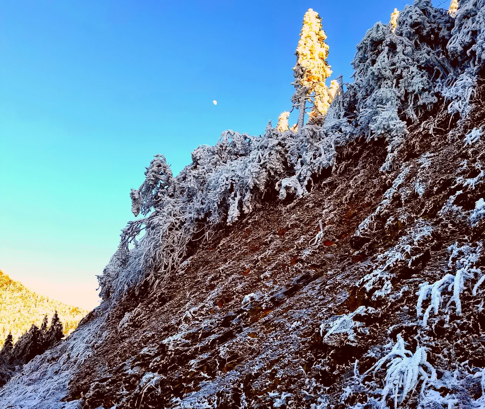 阳明山吟雪(手机随拍短章系列之一)