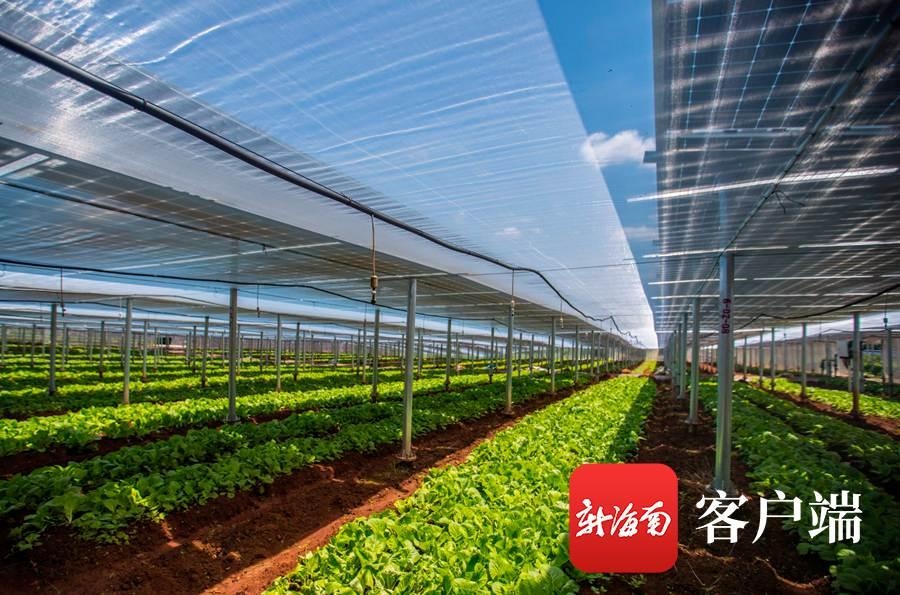 图为光伏板下种植绿叶菜.记者 刘洋摄