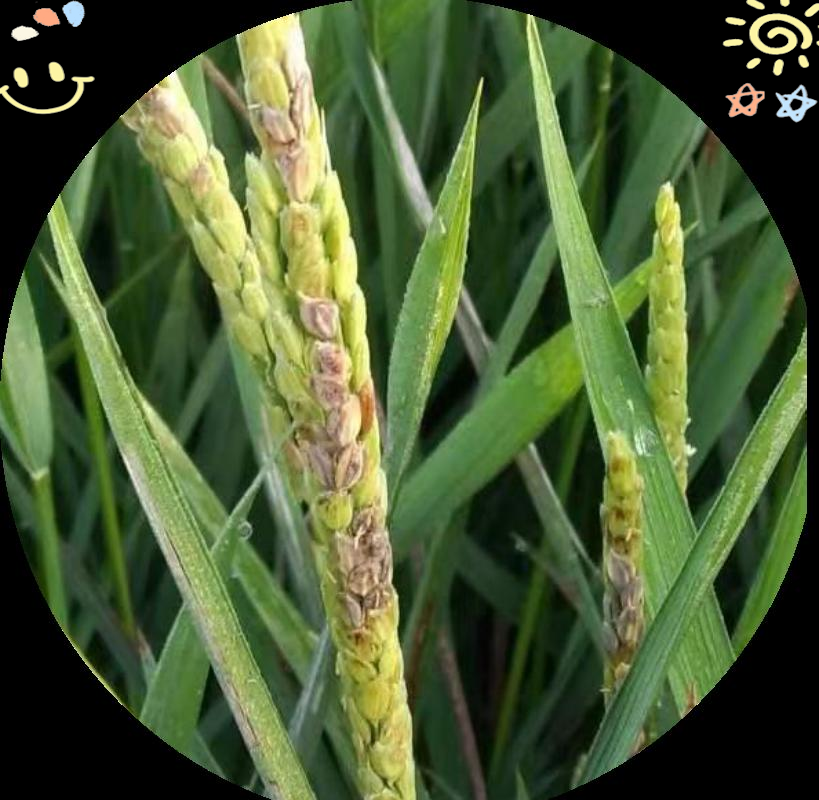 水稻与旱稻种植知识全解析