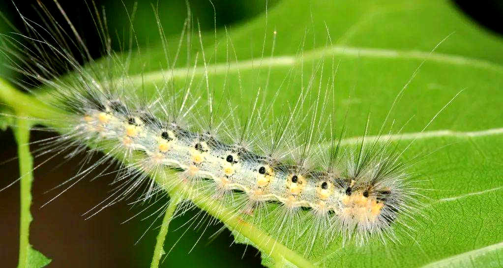 探索毛毛虫的多样世界