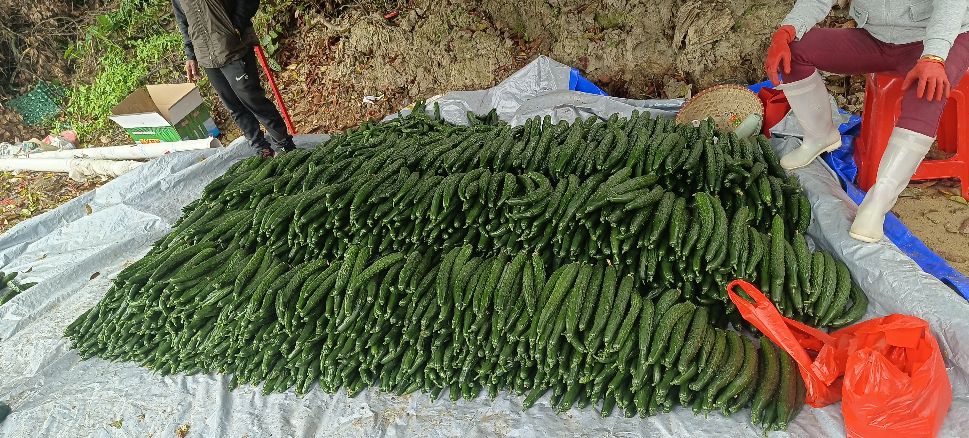 海南瓜果蔬菜"出岛难",当地开出绿色通道解困