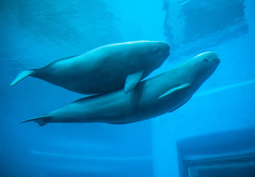 生态美,产业兴,文化昌——长江经济带生态优先,绿色发展见闻