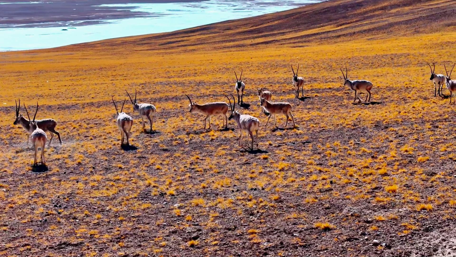 神奇动物在西藏|藏羚羊