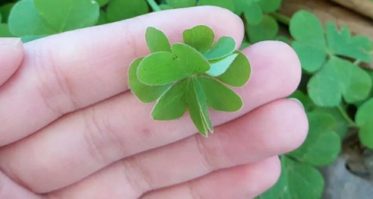 六叶草的稀有程度