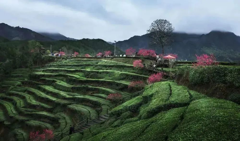 喜讯!我县英山大别山茶叶谷入选国家3a级旅游景区!