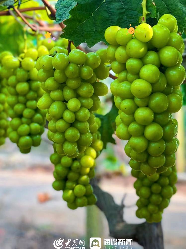 争流·新农人风采|③郑宏伟:用心培育,小葡萄串起"致富路"