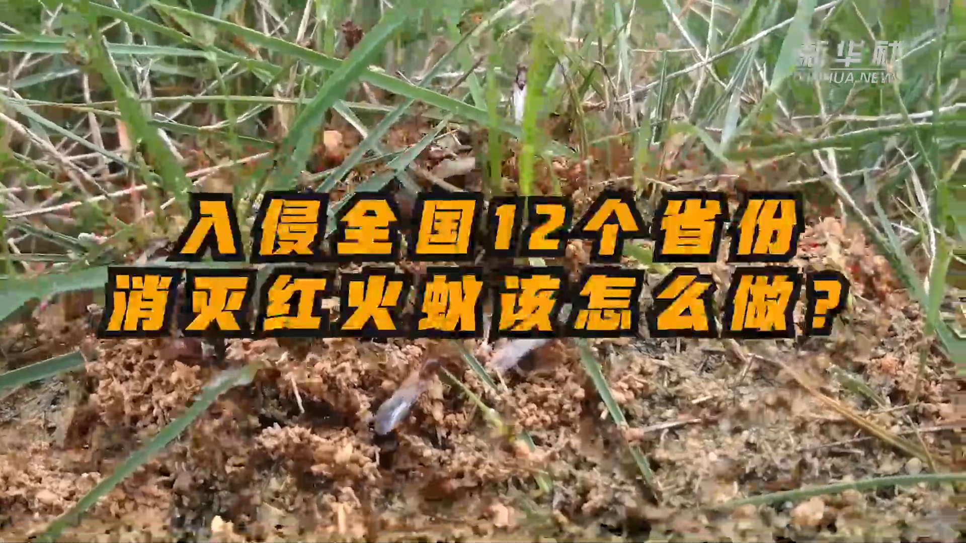 入侵全国12省份,消灭红火蚁该怎么做?