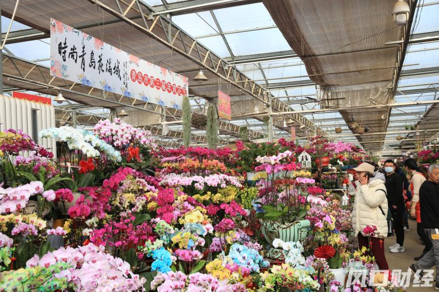 "氛围感"满格!青岛第三届年宵花节来了,60多种花卉等您来挑
