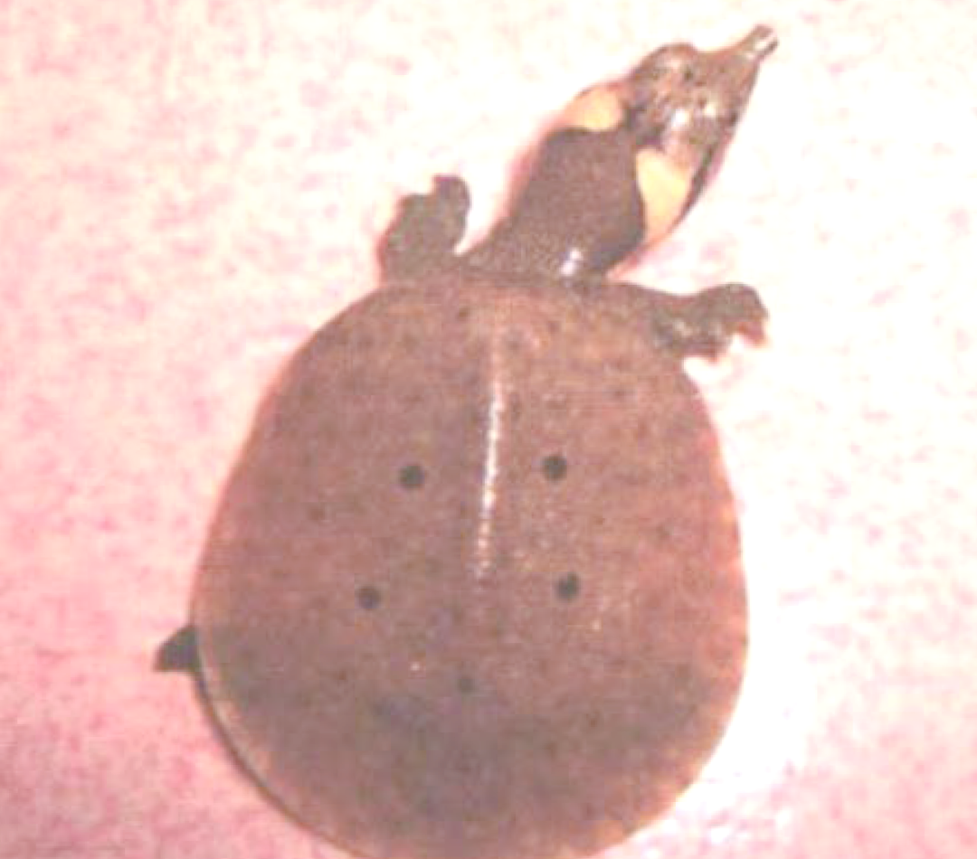 深入了解山瑞鳖:一种独特的水生生物