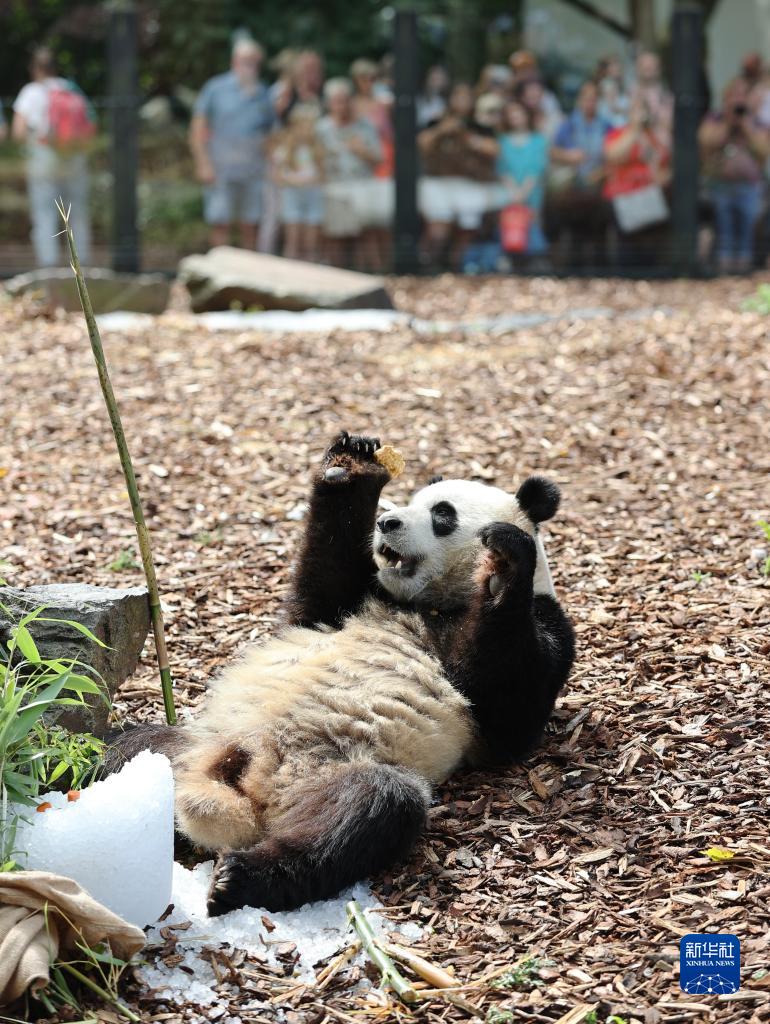 旅比大熊猫双胞胎"宝弟""宝妹"喜迎4岁生日