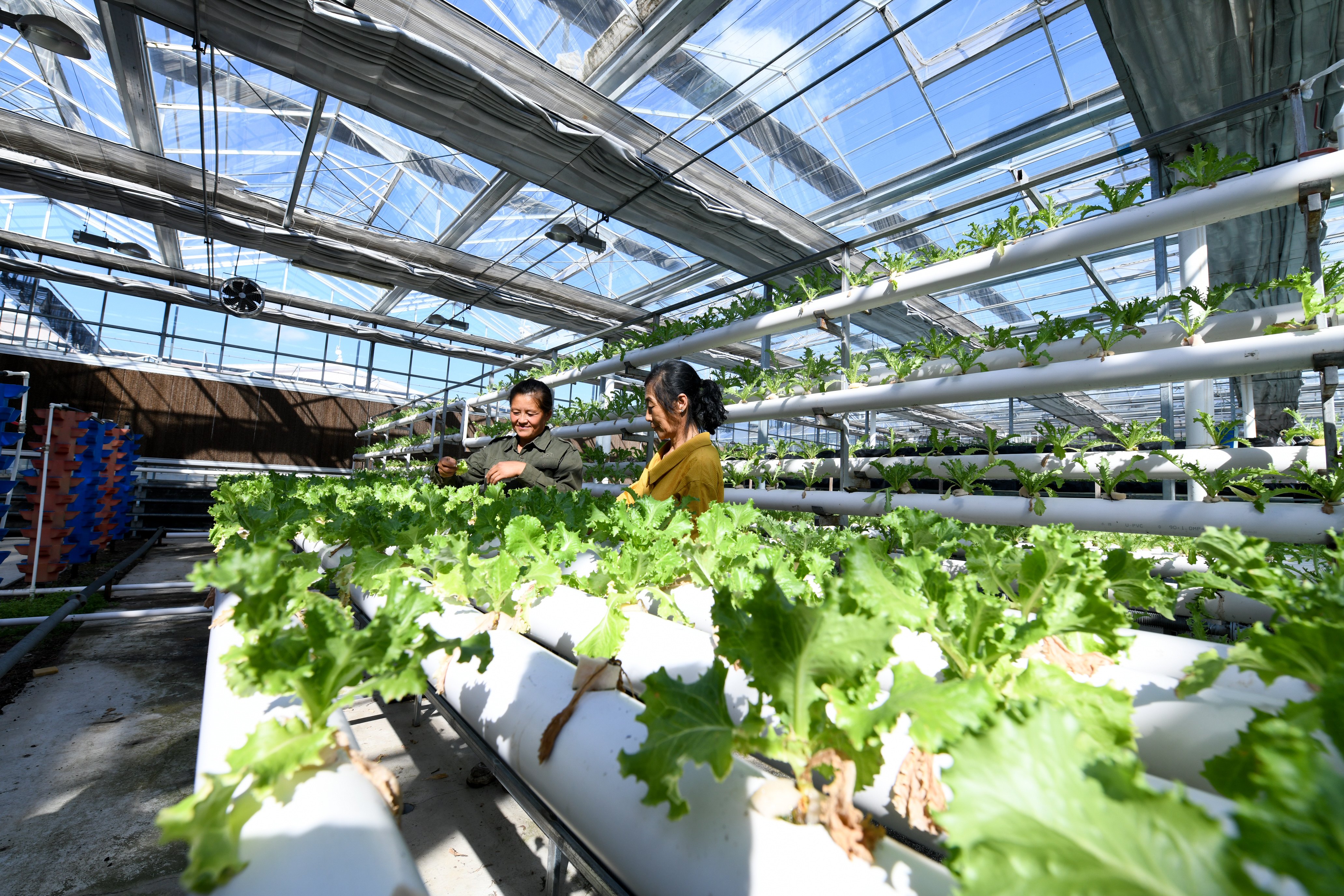 兴十四村:现代农业推动产业振兴