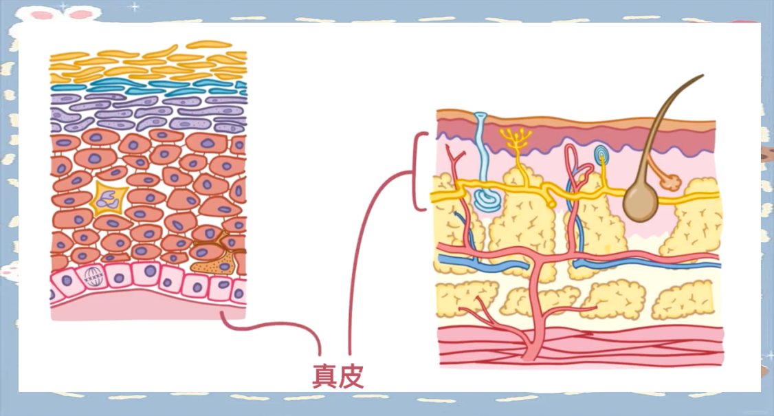 全面了解皮肤的基础结构与功能