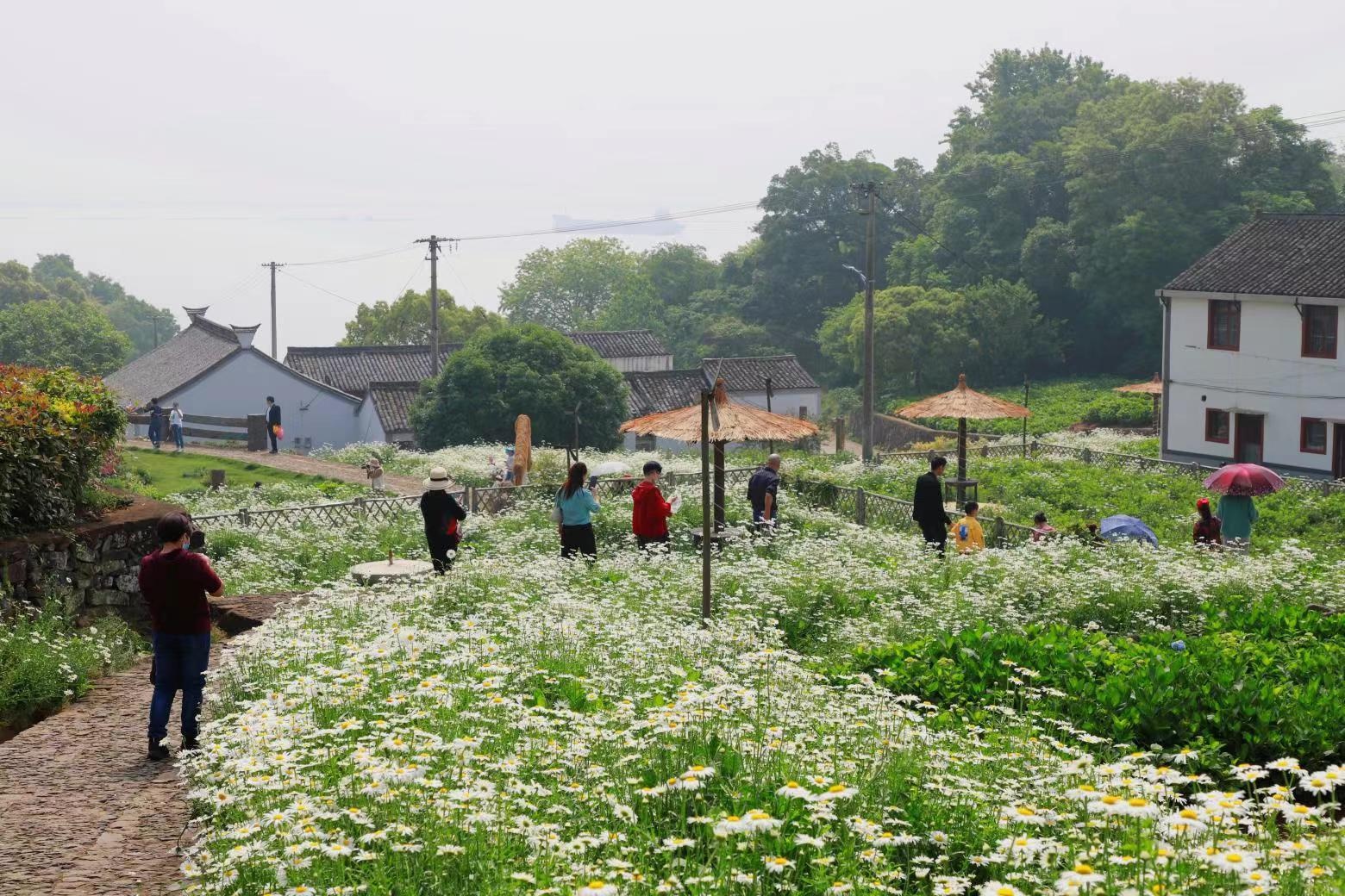 宁海骆家坑村:赏花 露营,绿色发展铺就乡村旅游致富路