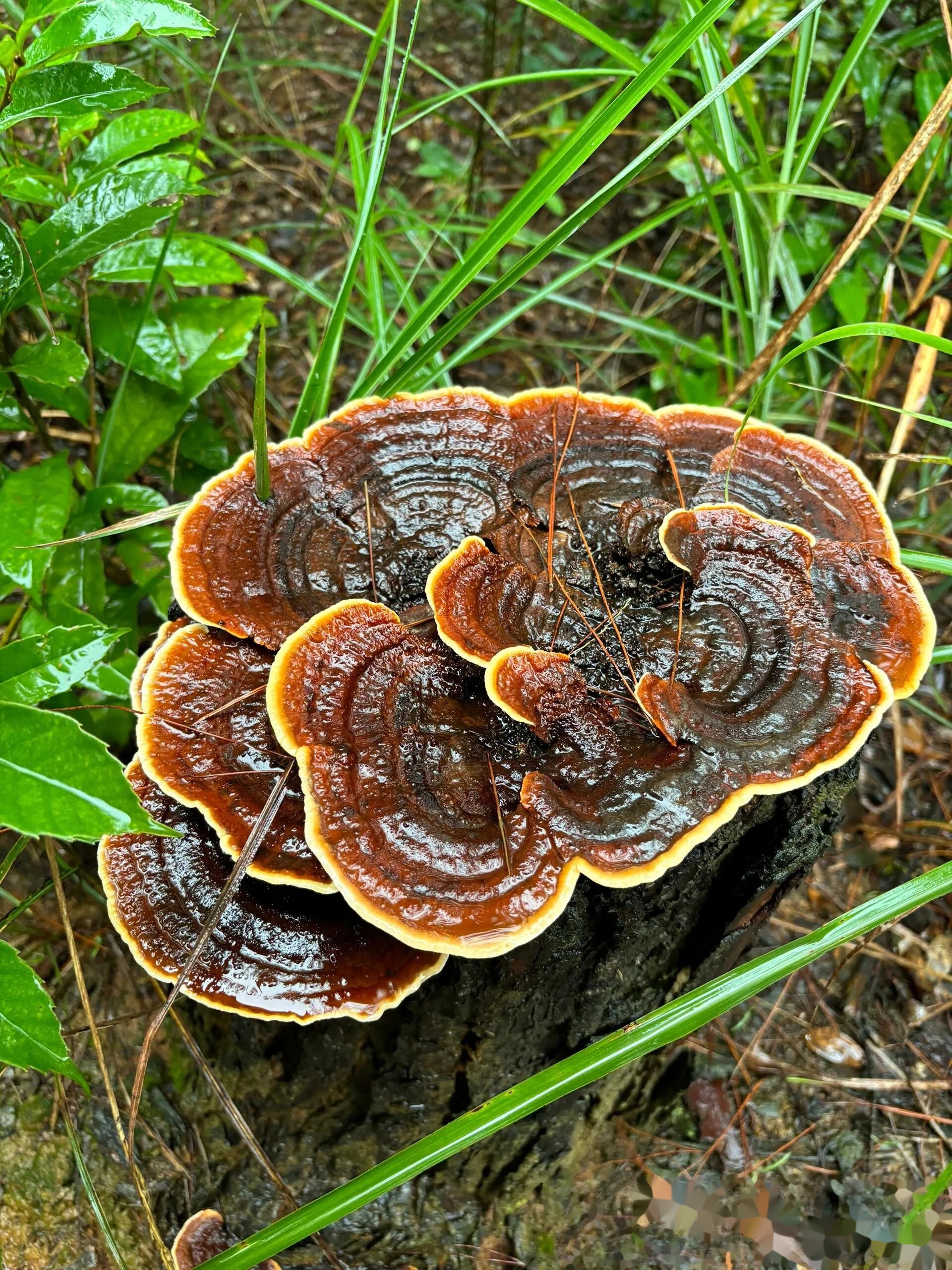 关于灵芝超度蛇类的信息