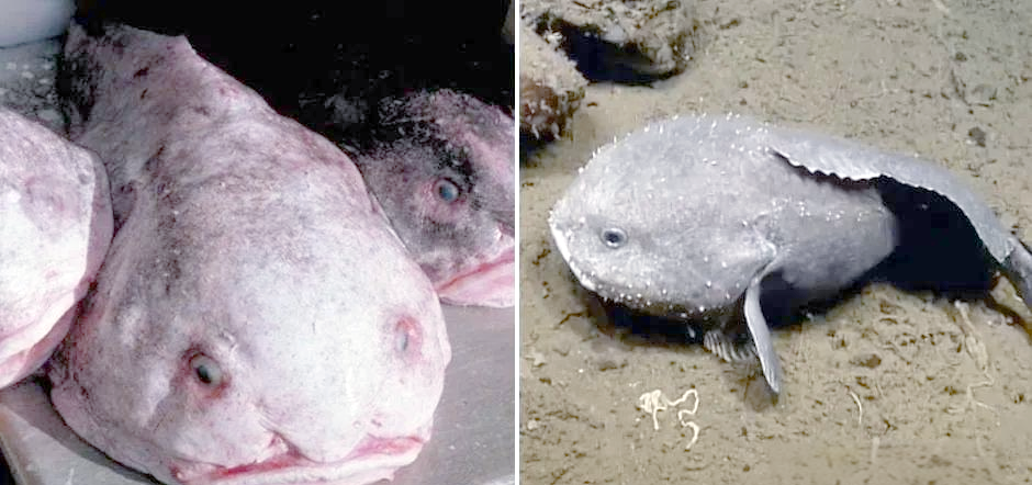 深海生物探秘:水滴鱼的独特特征与生存之道