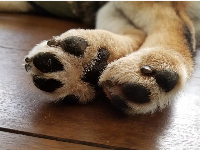 狗指甲长度标准?