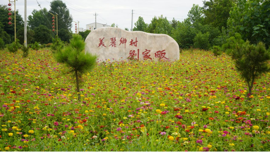 浉河区东双河镇:花海盛景引领乡村振兴