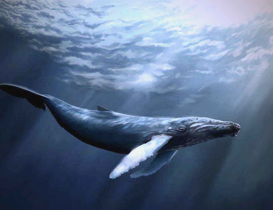 探索传说中的神秘生物