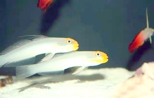 白点病虾虎鱼_海缸翻沙虾虎_翻沙虾虎种类介绍