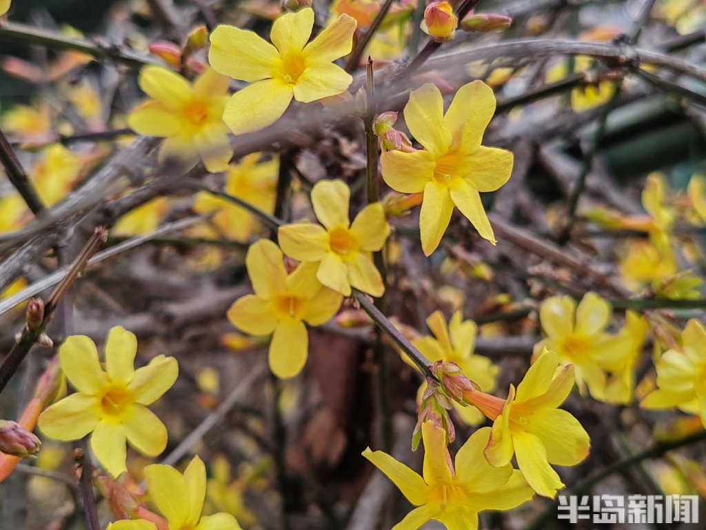 迎春花,开了!