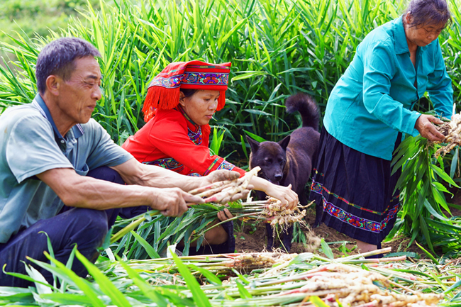 钟山县花山瑶族乡:生姜产业鼓起群众"钱袋子"