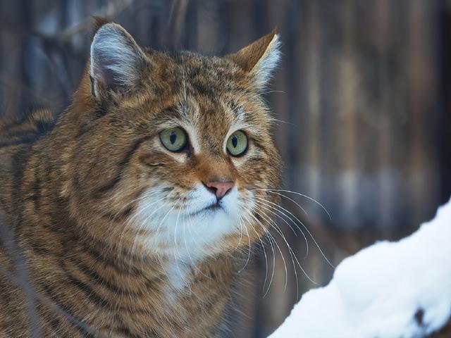 揭秘!欧洲野猫的神秘面纱