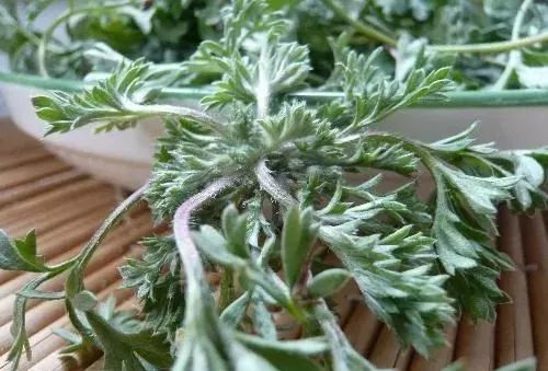 提醒大家:野菜中的"青霉素"被发现,清肺化痰,消炎抑菌,提高免疫力