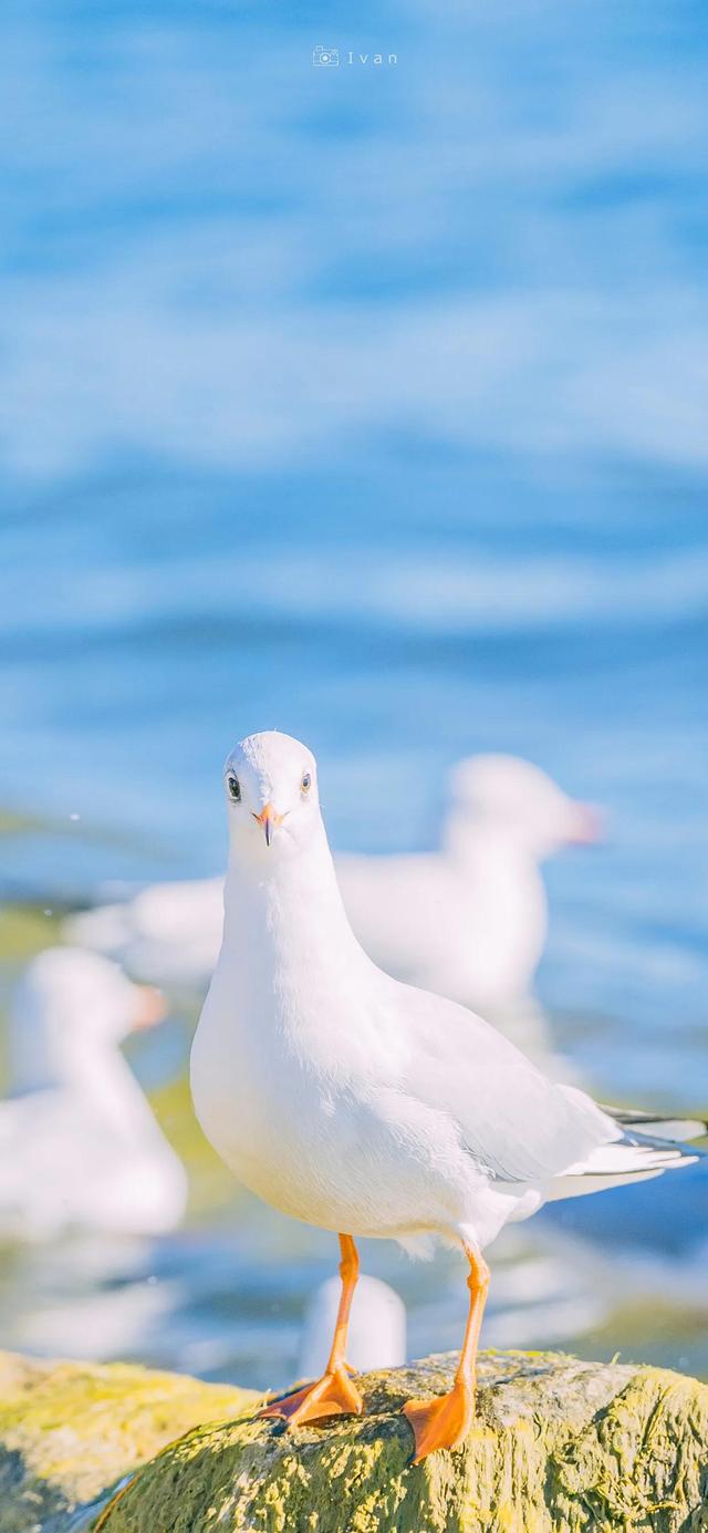 手机壁纸大海蓝天海鸥图片