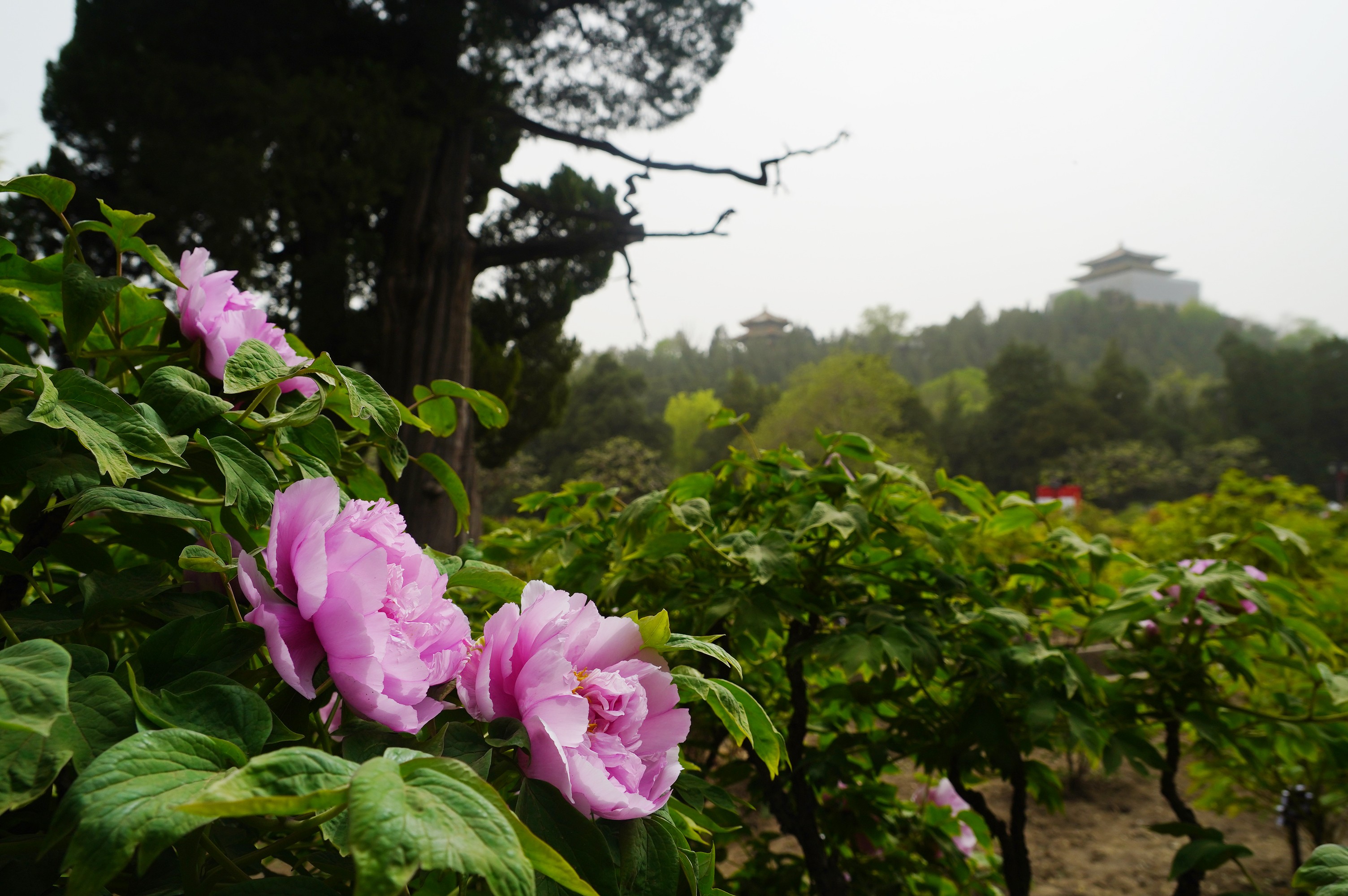 景山公園牡丹文化季開幕