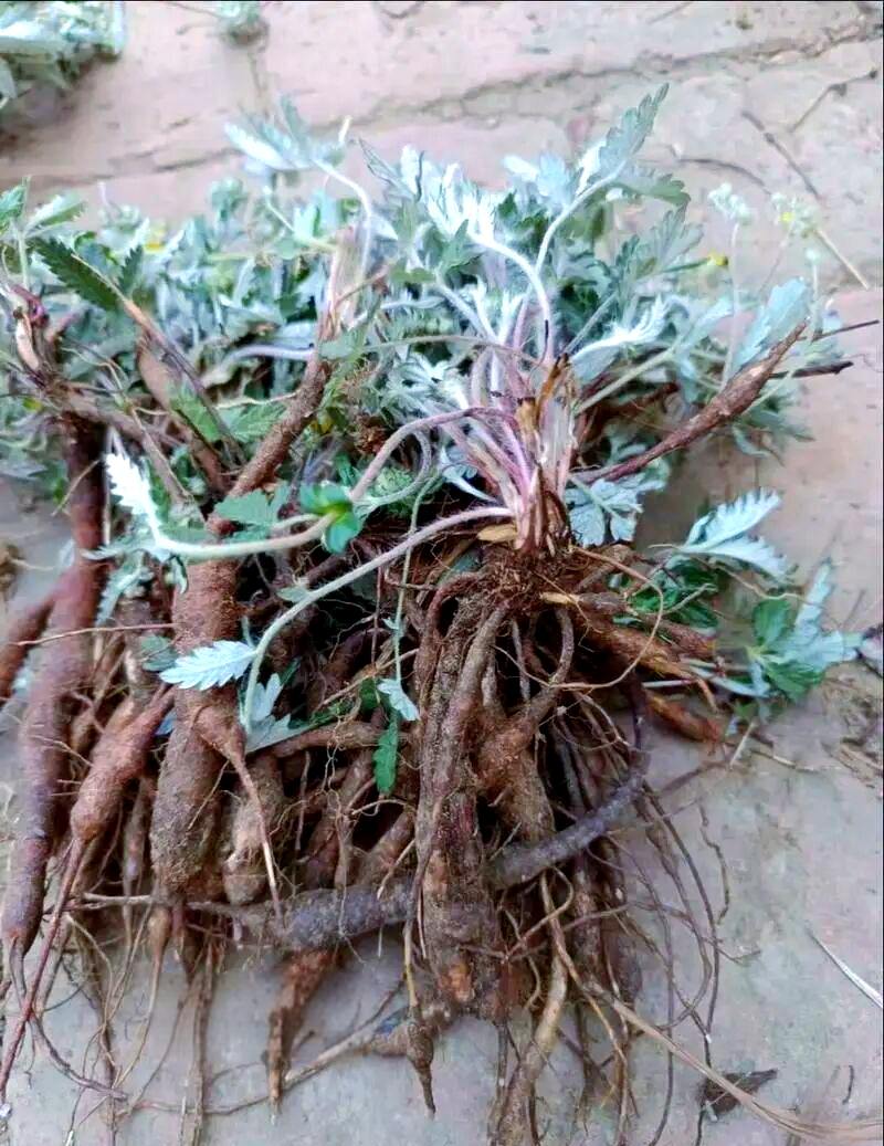 鸡腿参:从童年零食到现代药材