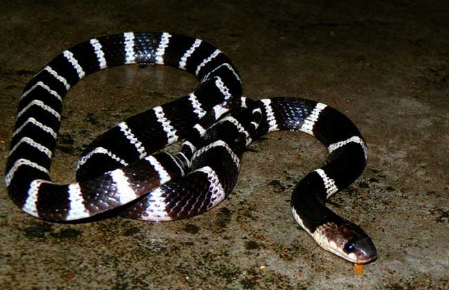 盘点环蛇属旗下的十六种环蛇,每一个都是毒性超强的存在