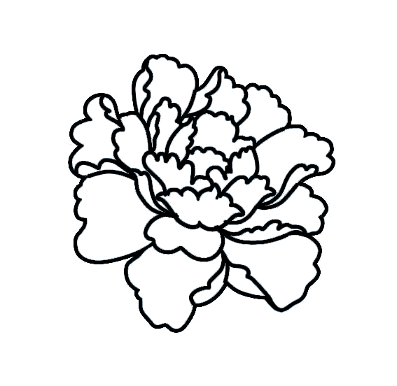 牡丹花简笔画步骤详解,轻松入门