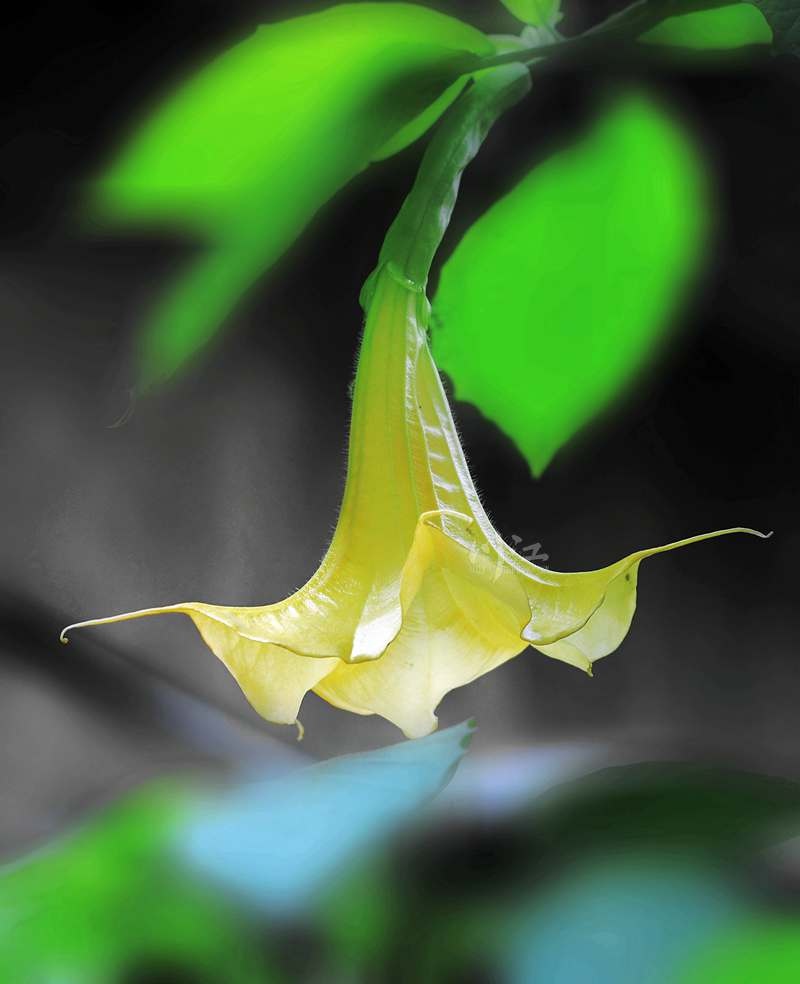 泸州有市民种植曼陀罗花,专家提醒:要谨慎