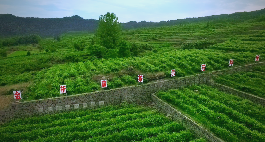 苌杺榞仙草茶