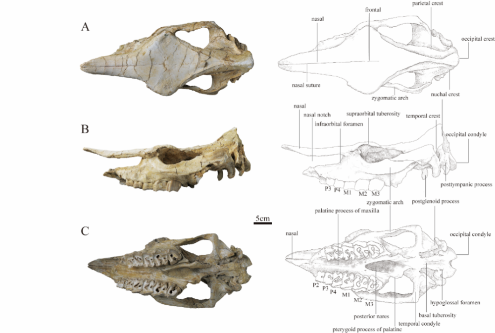 新发现进一步揭开古犀牛巨獠犀的长相之谜