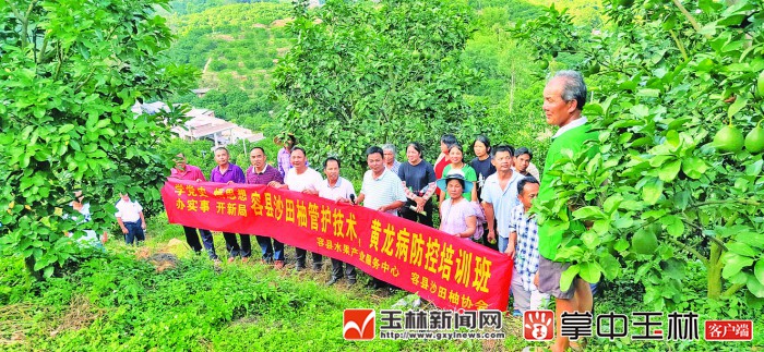 容县沙田柚产量销量
