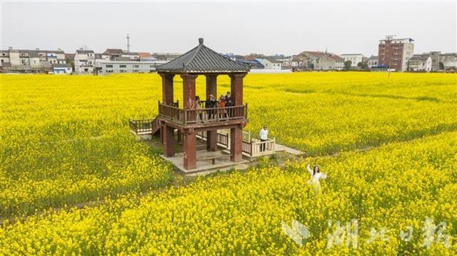 蔡甸区消泗乡油菜花图片