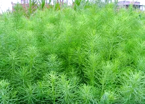 碱蓬菜:生命力顽强的"地球之肾",营养丰富的海边野菜